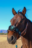 Floral Bronc Halter