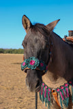 Floral Bronc Halter