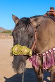 Floral Bronc Halter