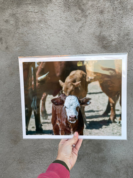 "Little Calf" 11x14 Print